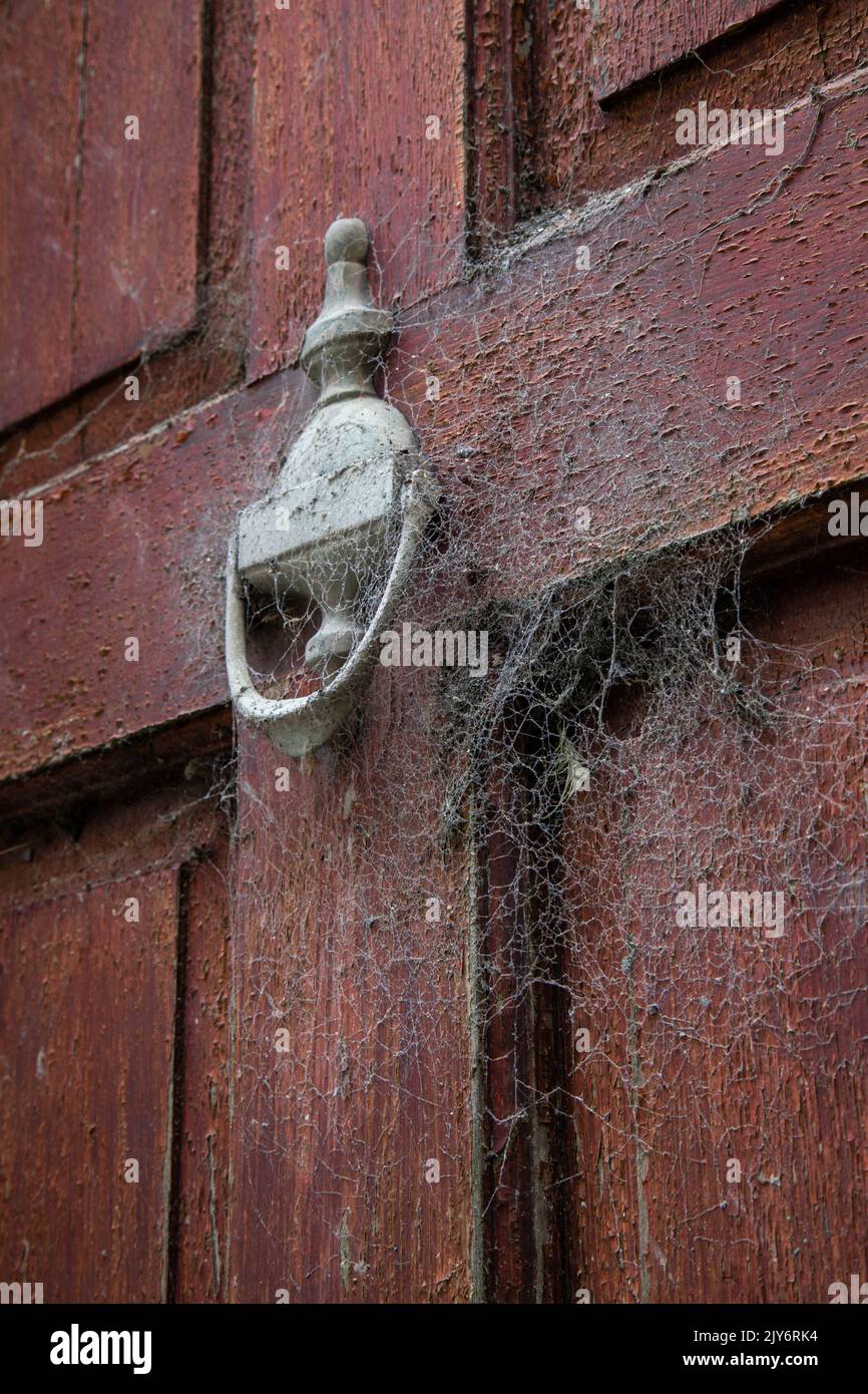 Dettaglio del portafuso della portiera coperto da una ragnatela Foto Stock