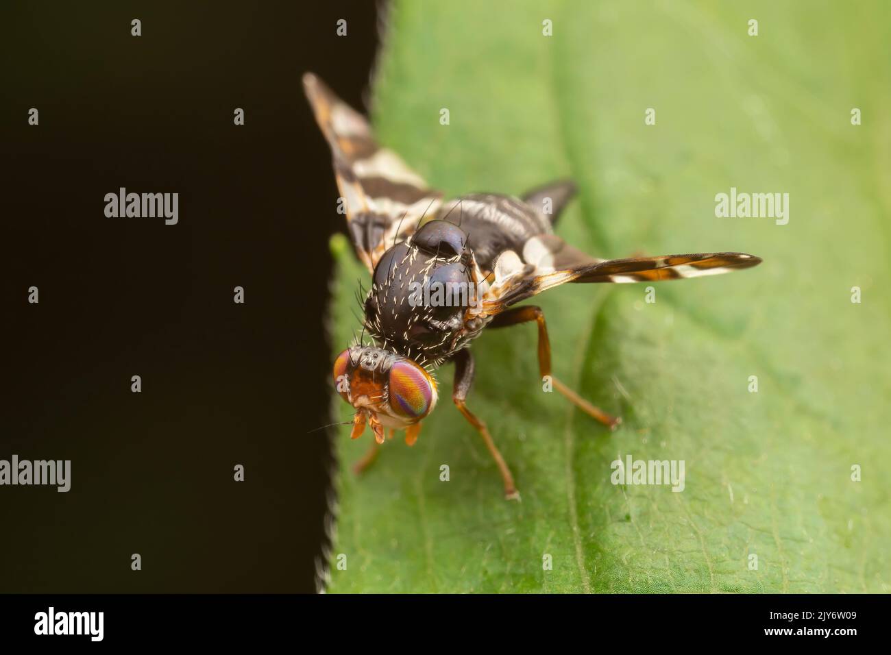 Fruit Fly (Procecidochares atra) - Female Foto Stock