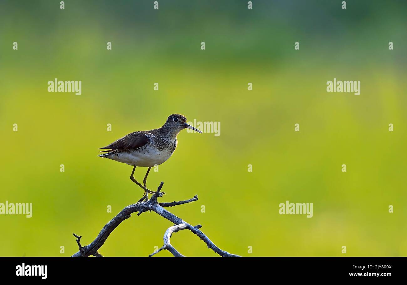 Un solitario sandpiper 'Tringa solitaria', uccello della costa che cammina lungo un ramo di albero morto Foto Stock