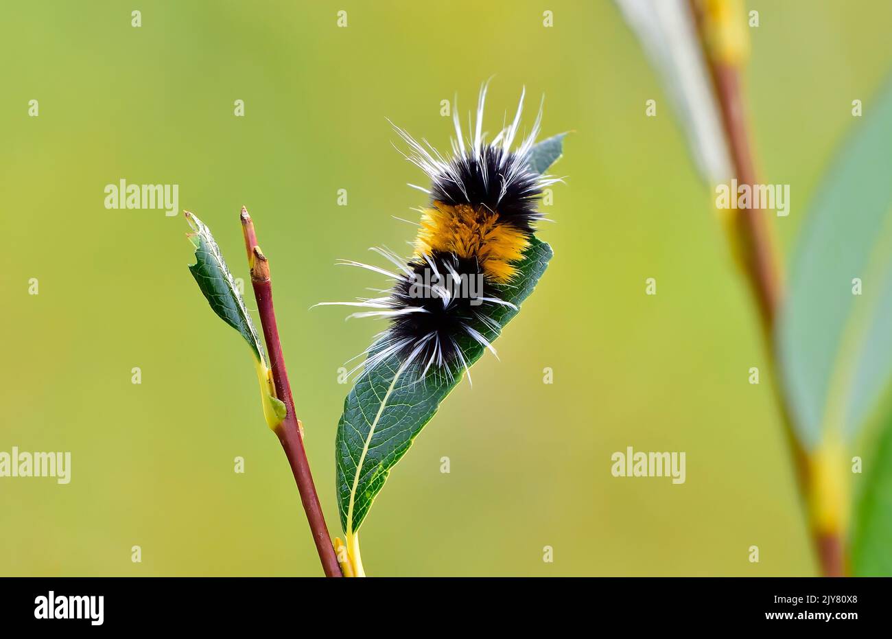 Un'immagine orizzontale di un orso lanoso cinghiale che si nutrono di una foglia verde in un habitat naturale nella zona rurale dell'Alberta Canada. Foto Stock
