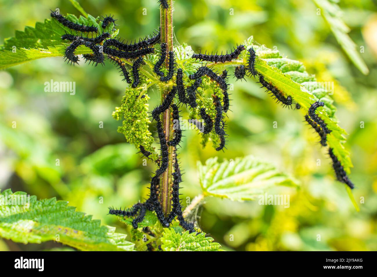 Molti cerchietti neri della farfalla di pavone sulle ortiche da vicino, sfondo sfocato. Un bruco nero con punte e punti bianchi mangia l Foto Stock