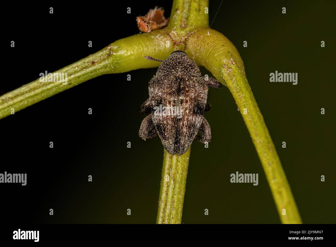 Adulto vera Weevil della famiglia Curculionidae Foto Stock