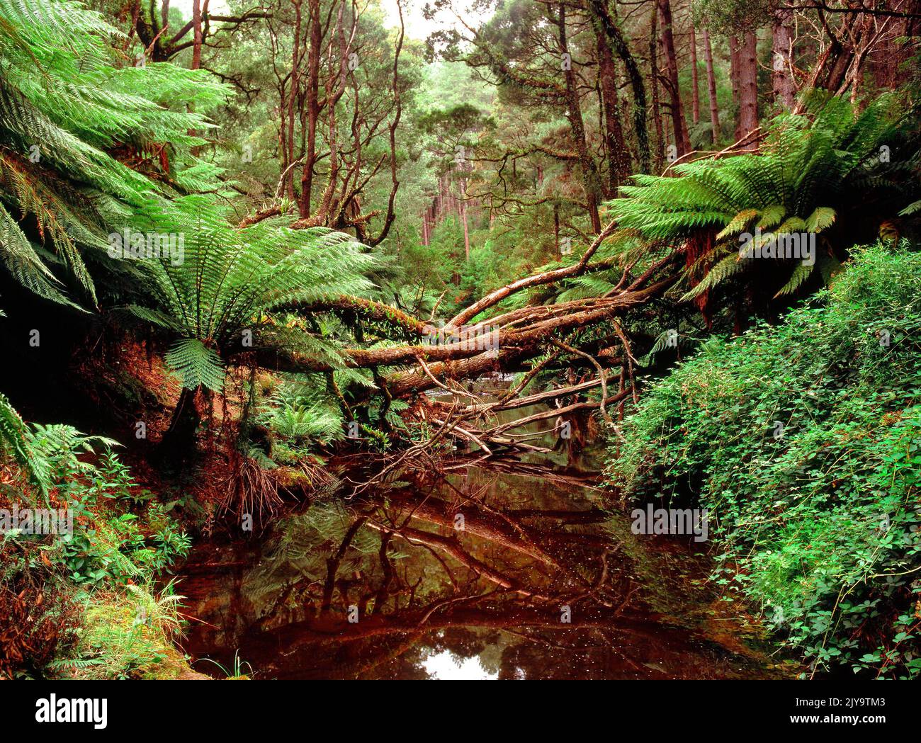 Fern alberi e Foresta nel Parco Nazionale Otway, Victoria Australia Foto Stock