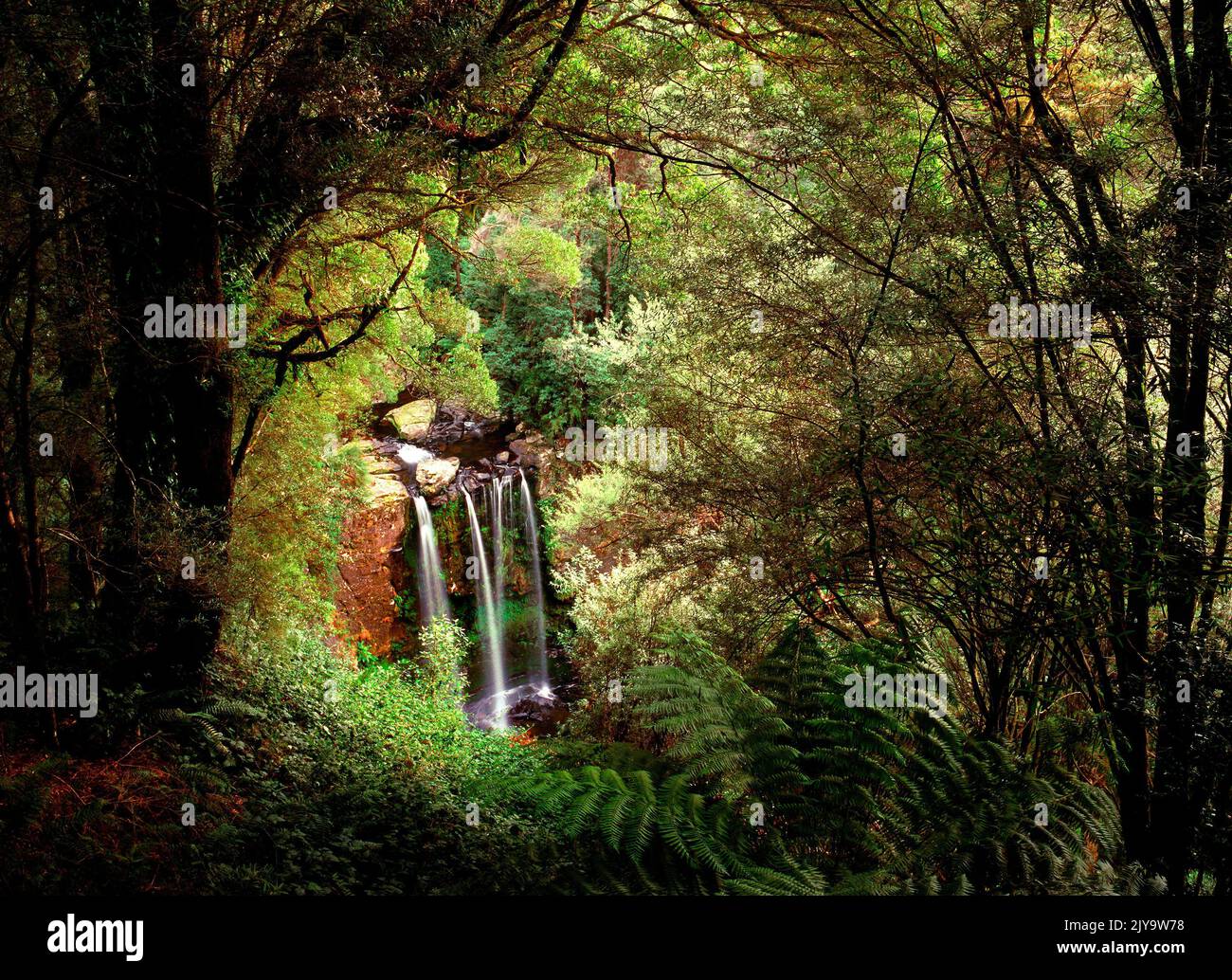 Cascate e Fern alberi e Foresta nel Parco Nazionale Otway, Victoria, Australia Foto Stock