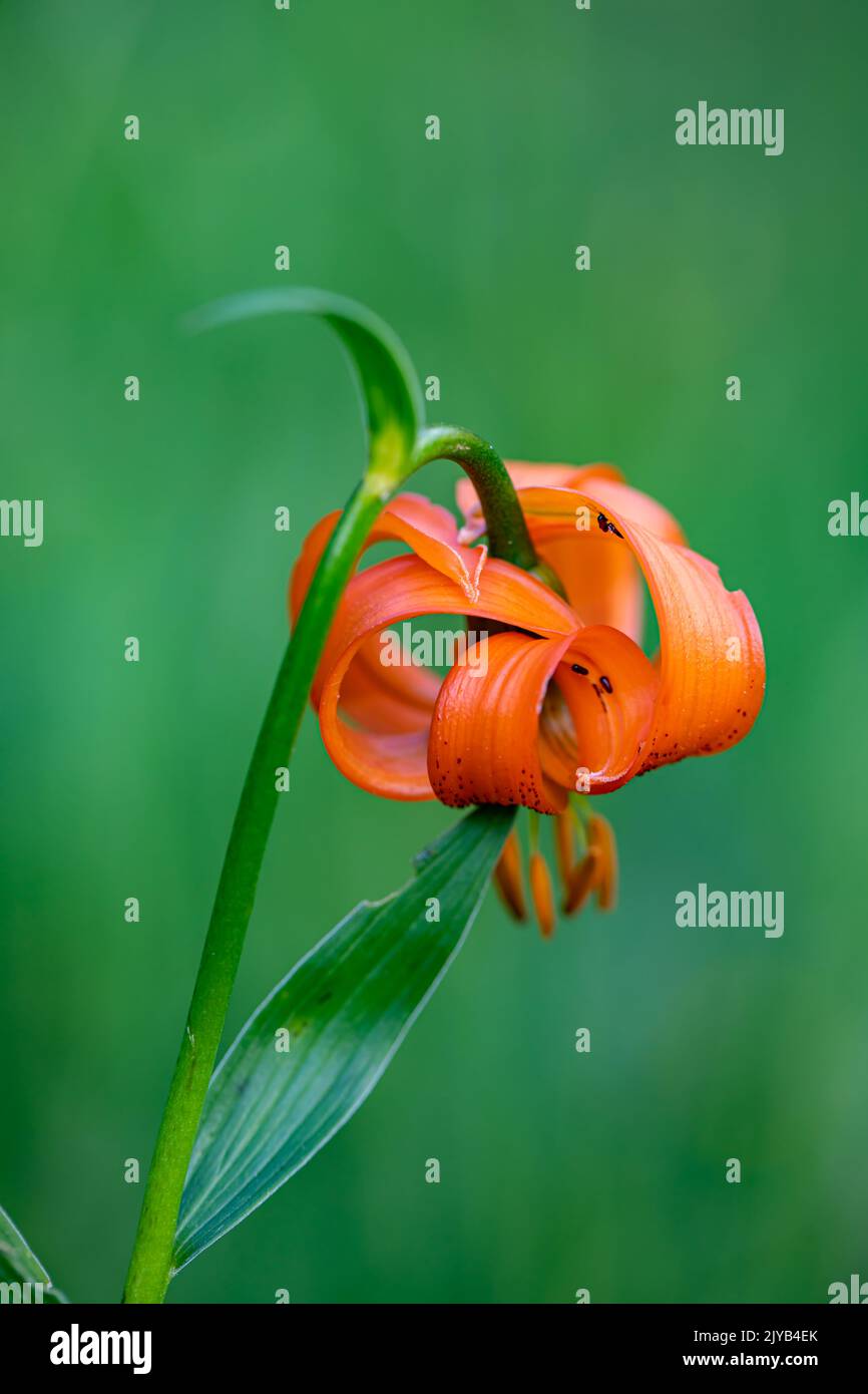 Fiore di Lilium carniolicum che cresce in prato, macro Foto Stock