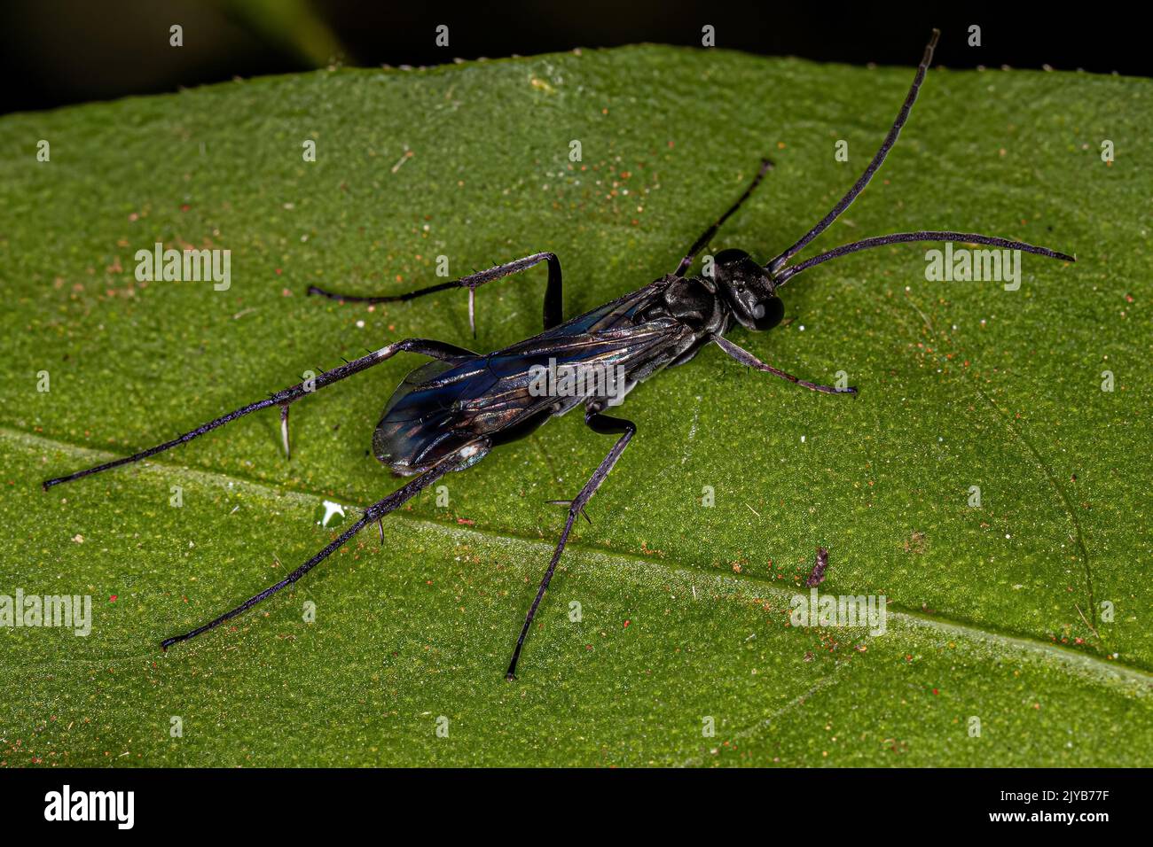 Adulto Spider Wasp della famiglia Pompilidae Foto Stock