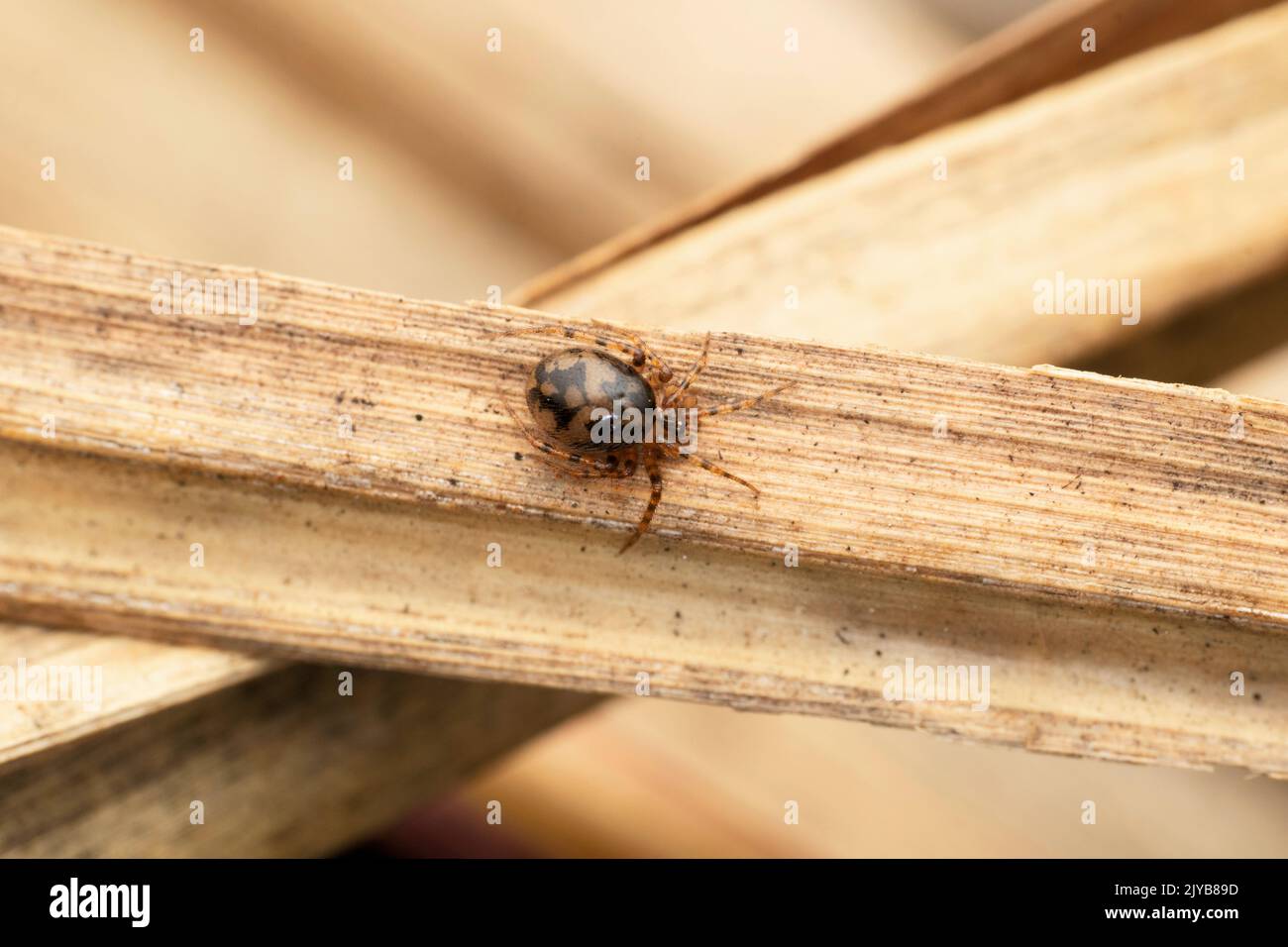 Tiny comb footed ragno , Phycosoma martinae, Satara, Maharashtra, India Foto Stock