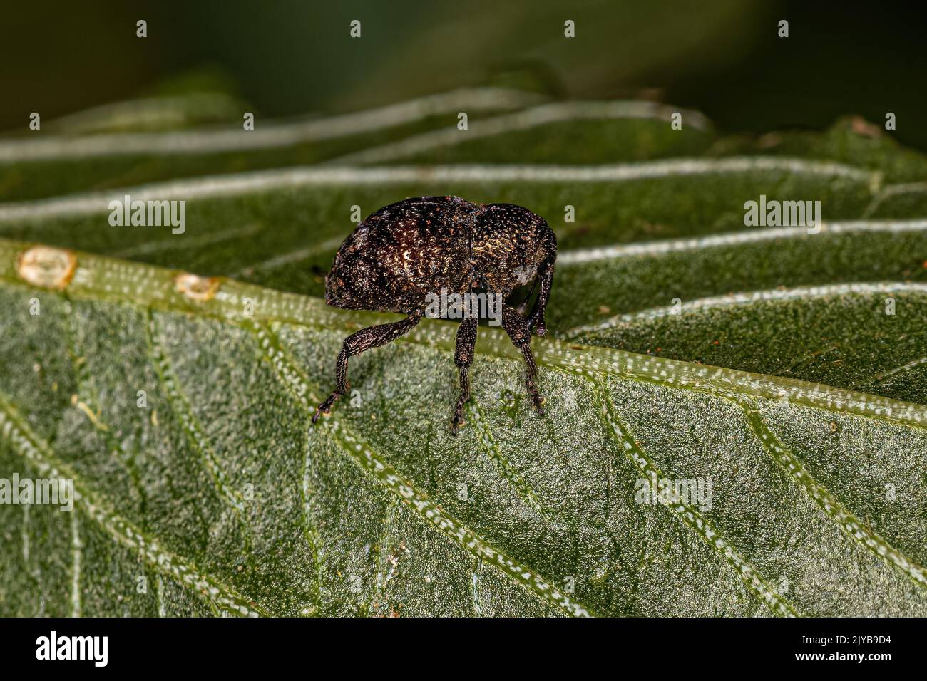 Adulto vero Weevil del genere Chalodermus Foto Stock