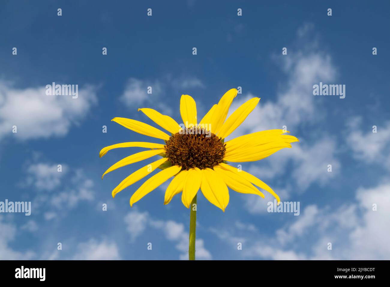 Questa foto di un girasole contro il cielo (helianthus annuus) è stata scattata a Eagle Idaho USA nel 2022. Foto Stock