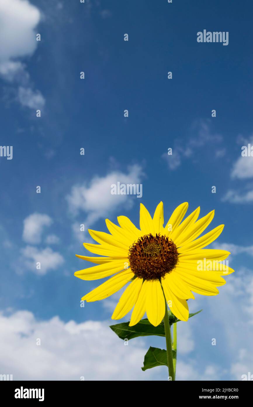 Questa foto di un girasole (helianthus annuus) è stata scattata a Eagle Idaho nel 2022. Foto Stock