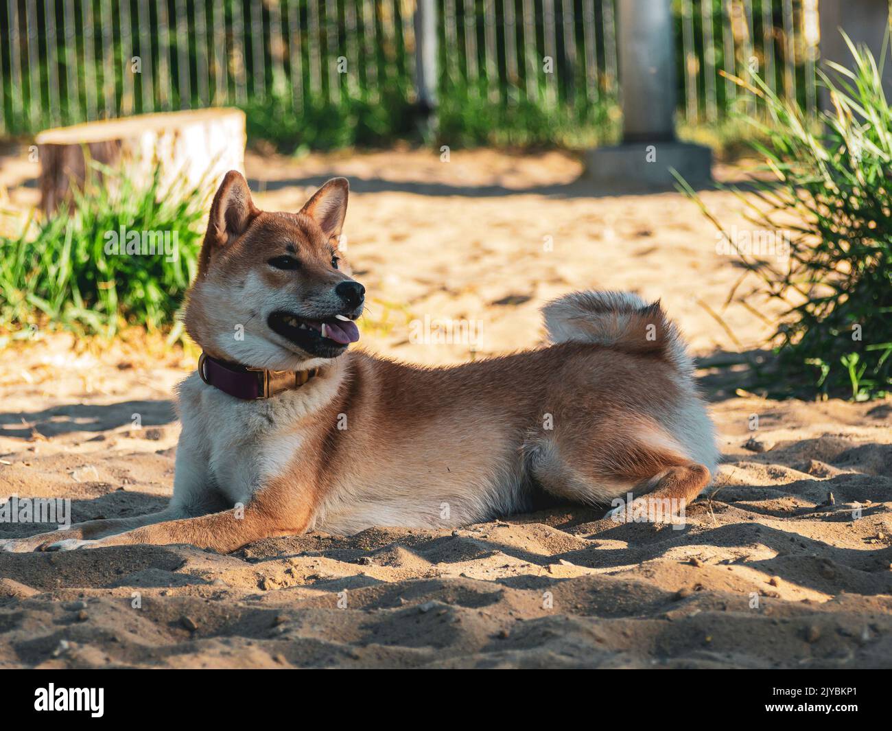 Shiba Inu gioca sul parco giochi per cani nel parco. Carino cane di razza shiba inu camminare in natura in estate. Camminare all'aperto. Foto Stock