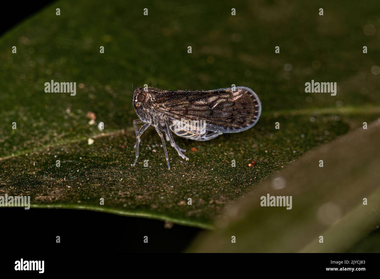 Adulto piccolo Planthopper insetto del genere Pintalia Foto Stock