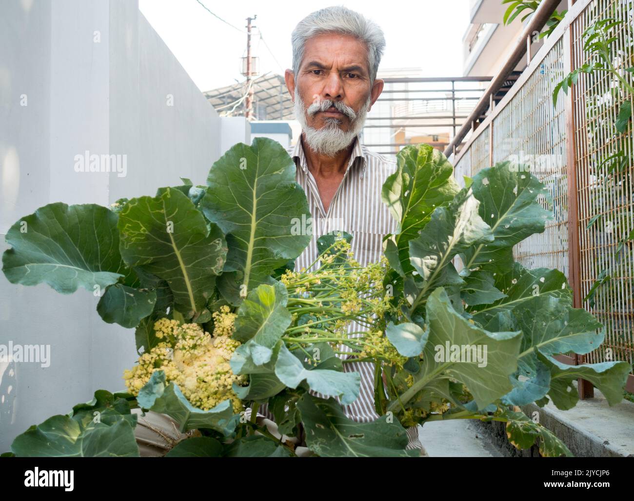 Marzo 27th 2022. uttarakhand India. Un agricoltore indiano che detiene verdure fresche di cavolfiore con foglie intatte. Foto Stock