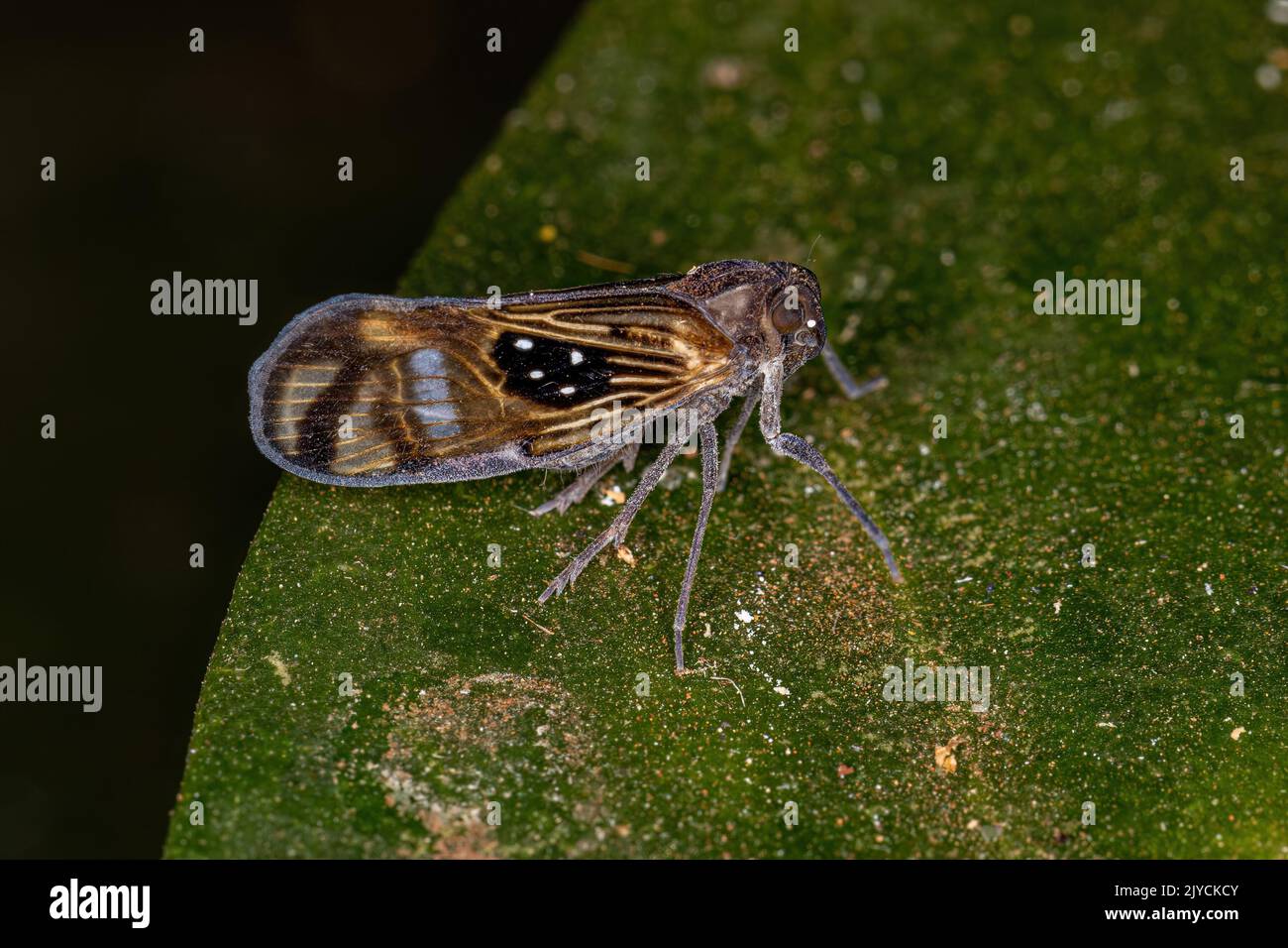 Adulto piccolo Planthopper insetto della specie Pintalia constellaris Foto Stock