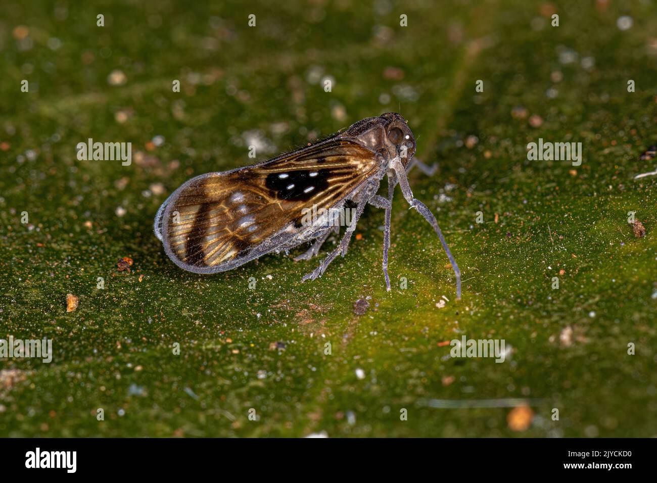 Adulto piccolo Planthopper insetto della specie Pintalia constellaris Foto Stock