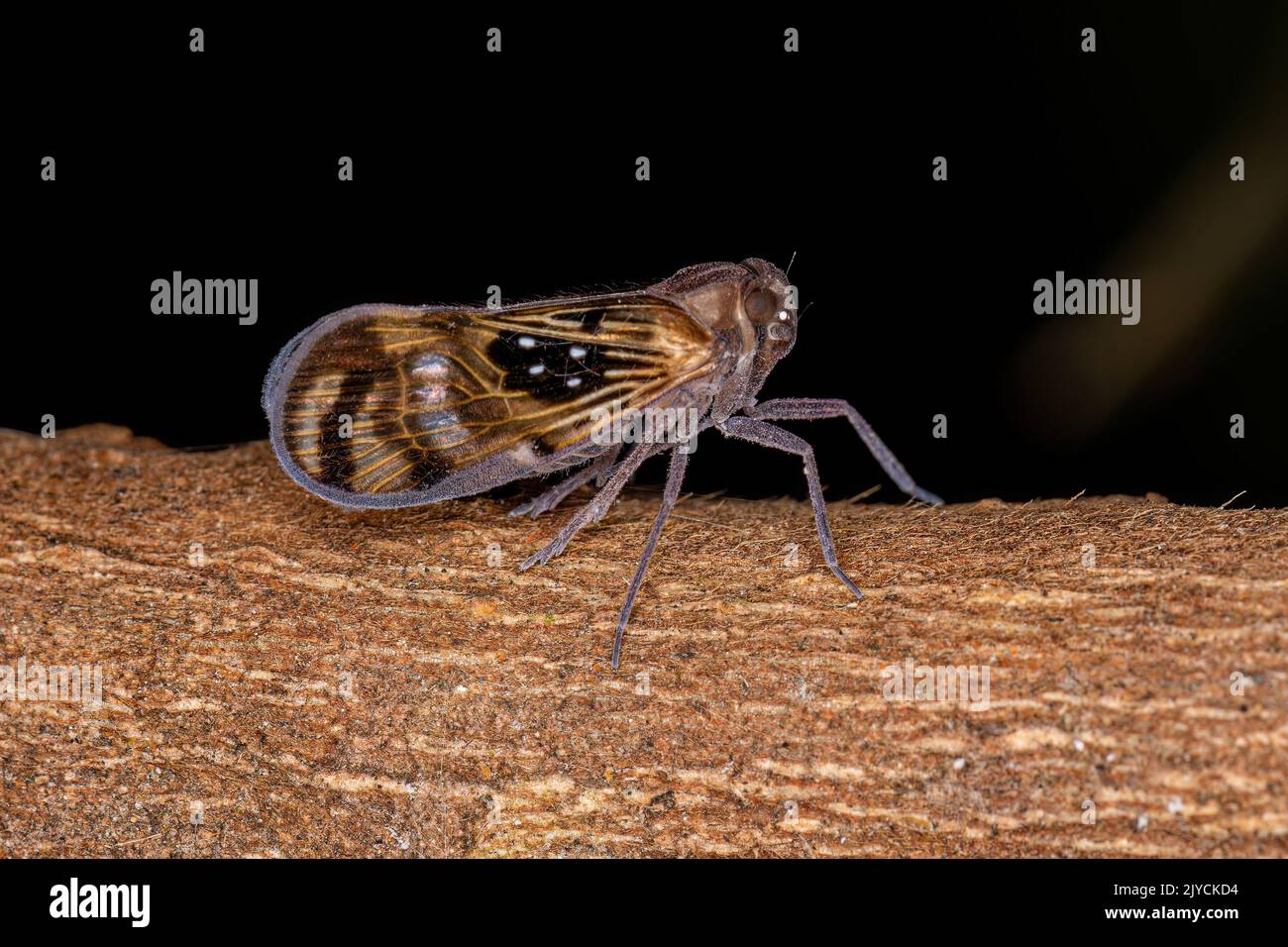 Adulto piccolo Planthopper insetto della specie Pintalia constellaris Foto Stock