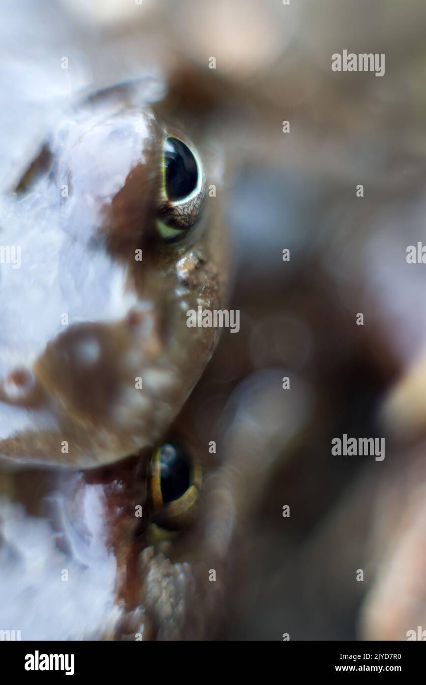 Immagini insolite di doppia rana in visage bagnato. Messa a fuoco morbida per la fotografia macro Foto Stock