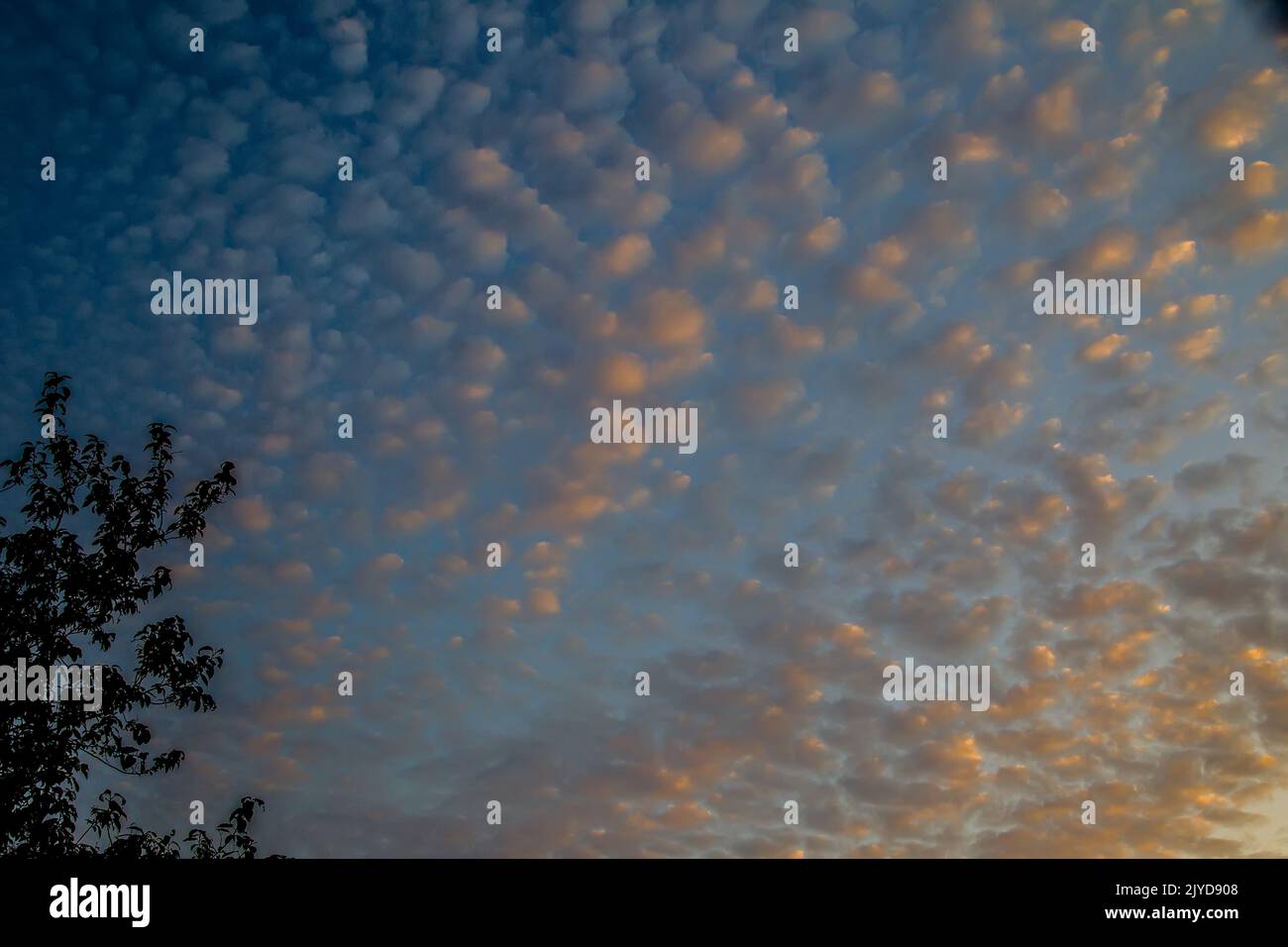 Cielo incantevole. Nuvole volenti illuminate dall'alba. Pecorelle come dicono in Italia e cielo mackarel in Australia Foto Stock