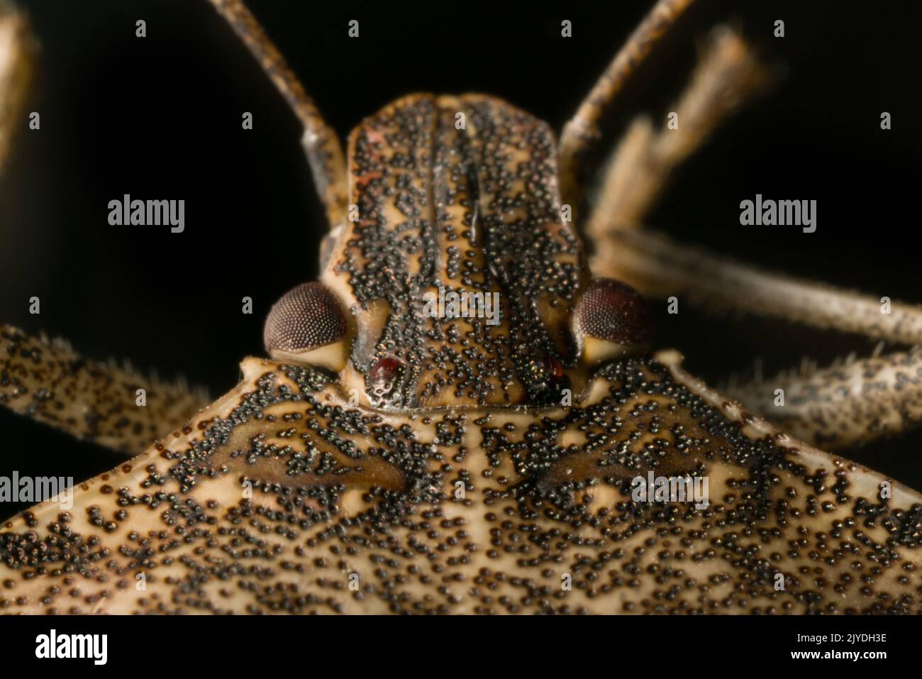Veri bug (Hemiptera), testa ultra macro ritratto su sfondo nero. Bug di fotografia macro Foto Stock