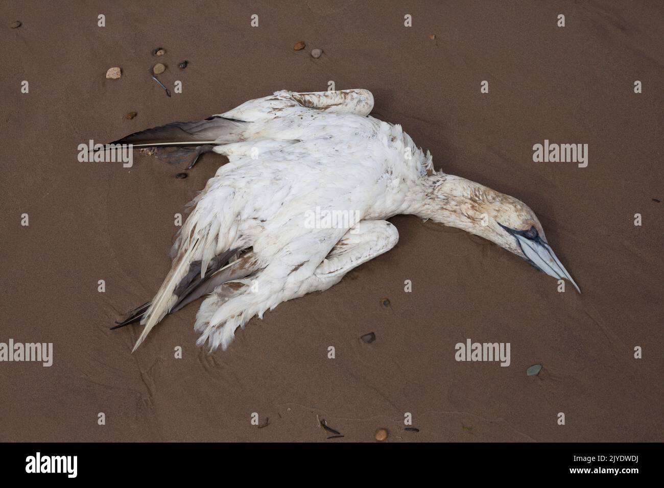Gannet morto sulla spiaggia a Scarborough Yorkshire costa UK Foto Stock