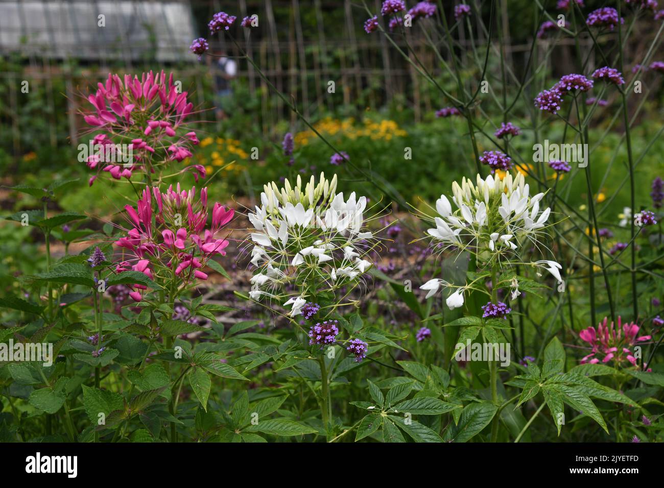Piante di Cleome rosse e bianche Foto Stock