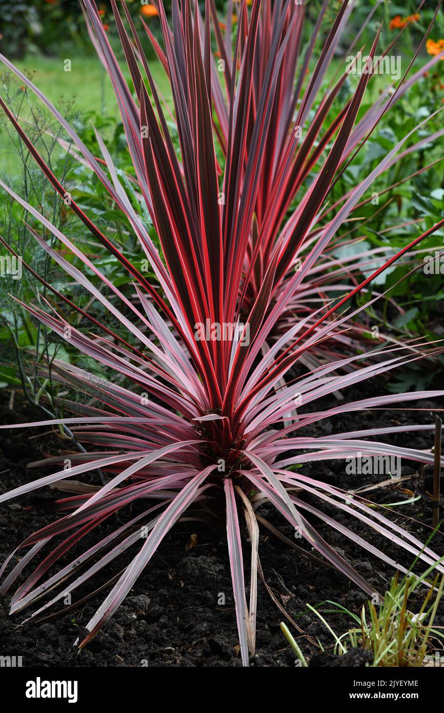 Phormium Maori Alba Foto Stock