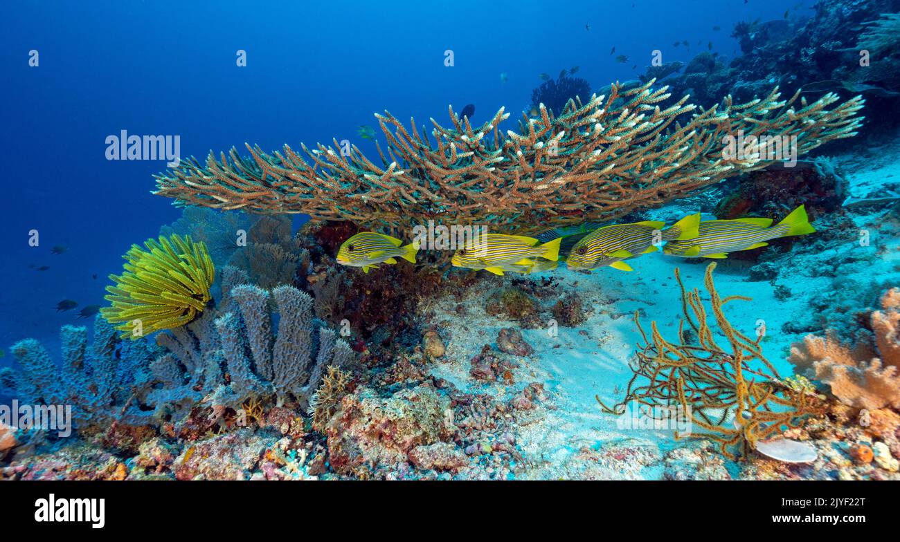 Reef panoramico con dolcetti nastro, Plectorhinchus politaenia, Raja Ampat Indonesia. Foto Stock