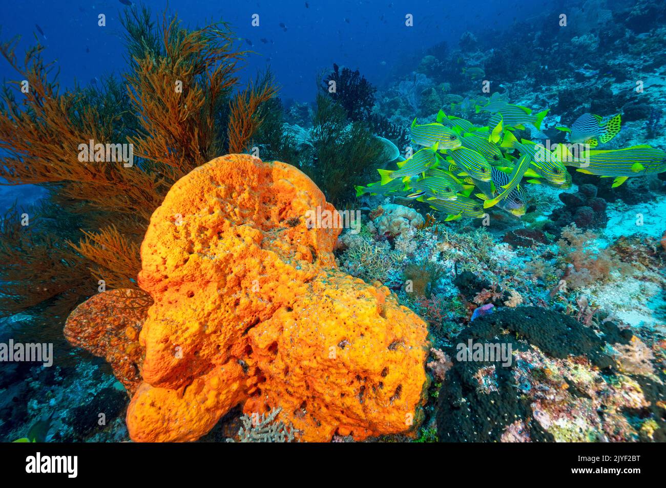 Reef panoramico con dolcetti nastro, Plectorhinchus politaenia, Raja Ampat Indonesia. Foto Stock