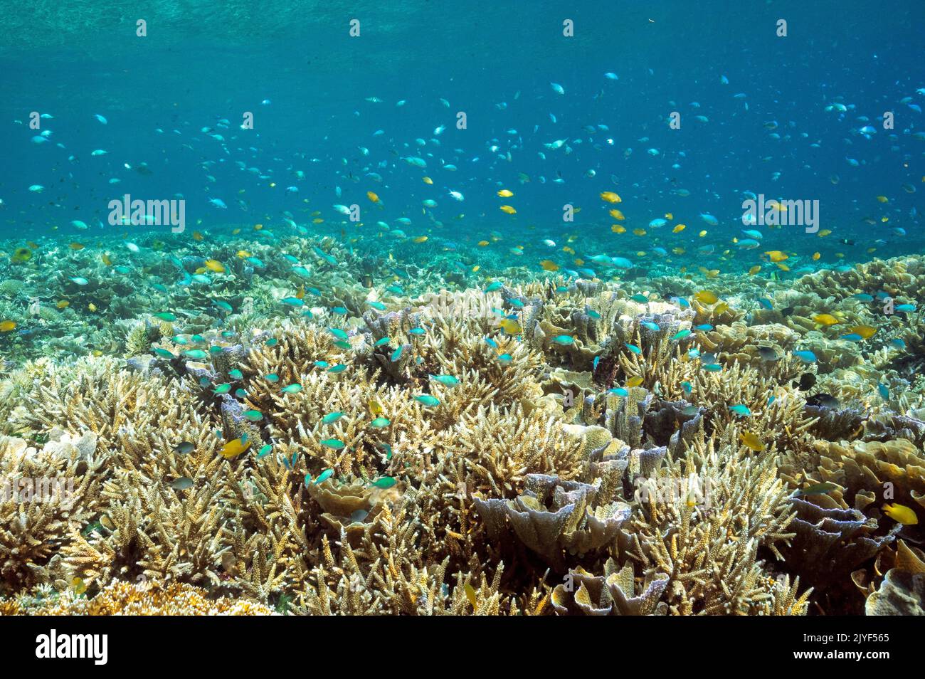 Reef panoramico con coralli di pietra Acropora, Raja Ampat Indonesia. Foto Stock