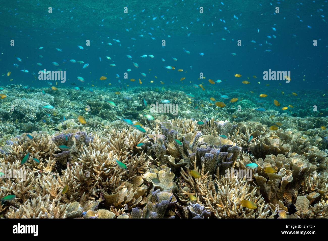 Reef panoramico con coralli di pietra Acropora, Raja Ampat Indonesia. Foto Stock