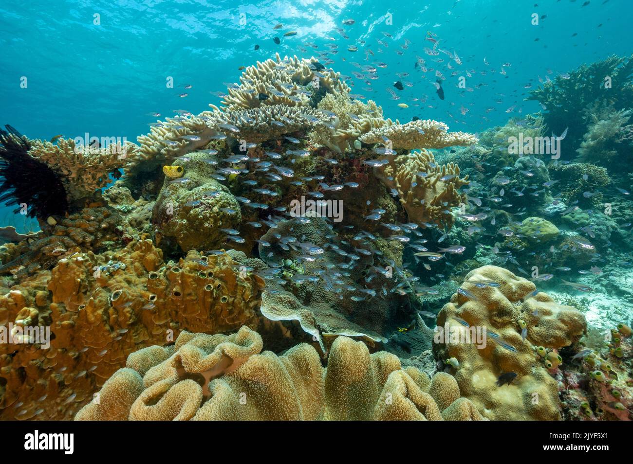 Reef panoramico con Sarcophyton sp., Raja Ampat Indonesia. Foto Stock