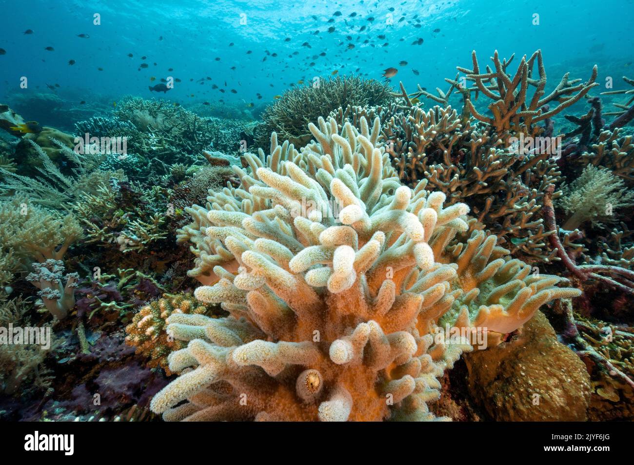 Reef panoramico con corallo morbido, Sinularia flexibilis, Raja Ampat Indonesia. Foto Stock