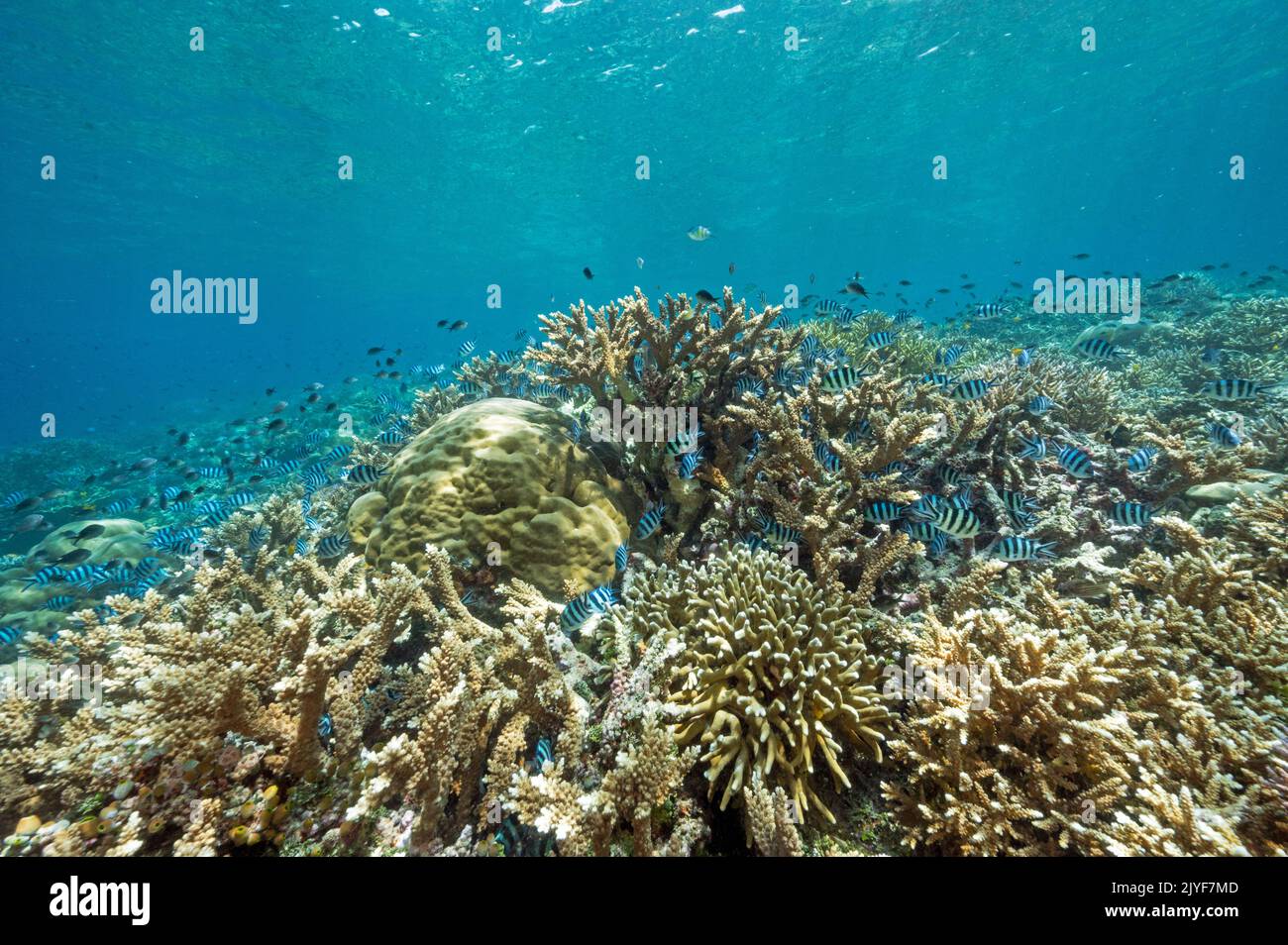 Reef panoramico con sergente damigelle principali, Abudefduf vaigensis, Raja Ampat Indonesia. Foto Stock