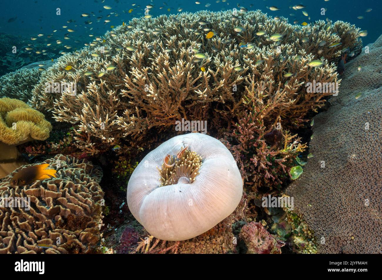 Pesci di anemone rosa, perideraion dell'anfibio e coralli di Staghorn, Acrapora spinosa, Raja Ampat Indonesia. Foto Stock
