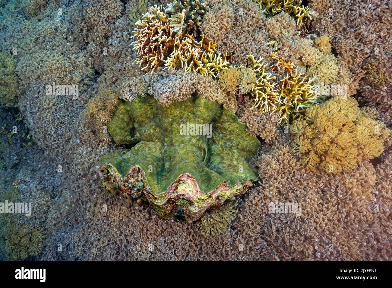 Vongole giganti, Tridacna gigas, circondato da coralli molli, Clavularia viridis, Raja Ampat Indonesia. Foto Stock