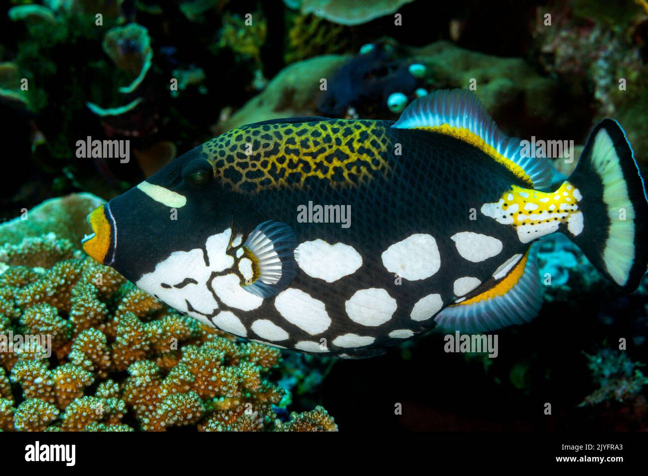 Pesce pagliaccio, Balistoides conspicillum, Raja Ampat Indonesia. Foto Stock