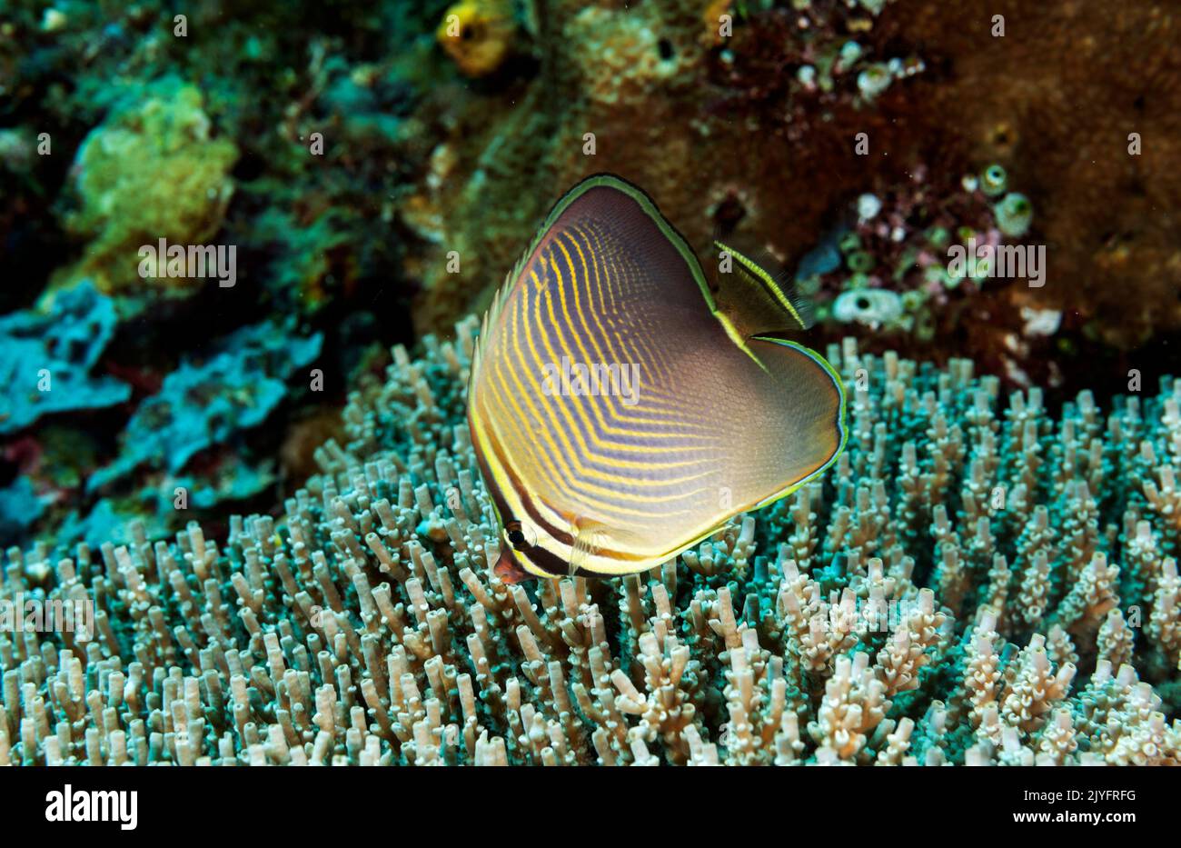 Orientale butterflyfish triangolare, Chaetodon baronessa Raja Ampat Indonesia. Foto Stock