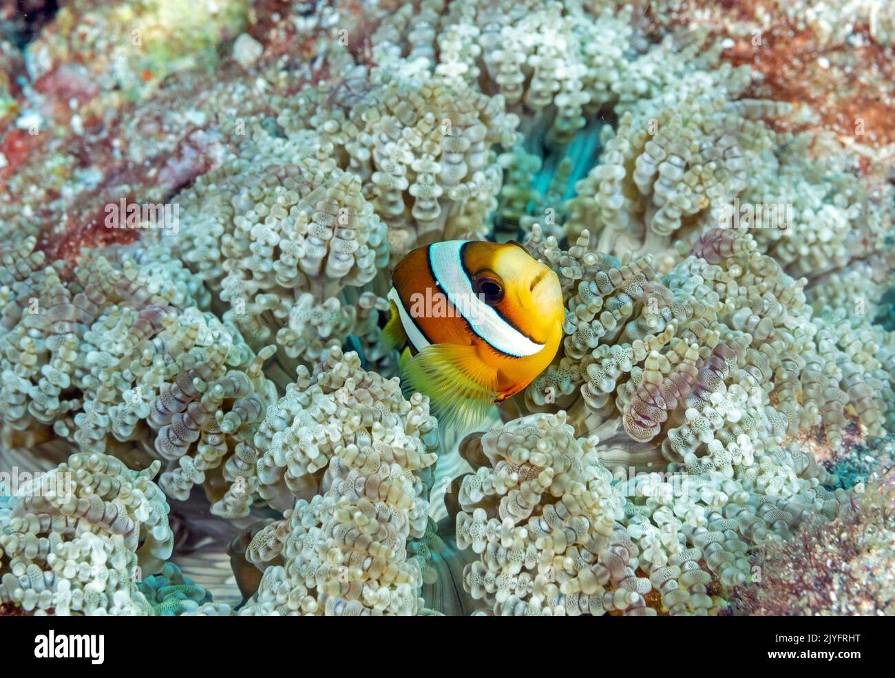 Clark anemonefish, Amphiphiprione clarkii, in un anemone di mare pervaso, Raja Ampat Indonesia. Foto Stock