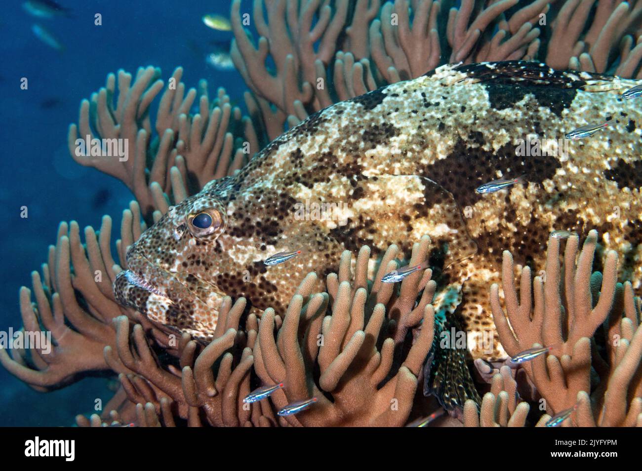 Malabar grouper, Epinephelus malabaricus, Raja Ampat Indonesia. Foto Stock