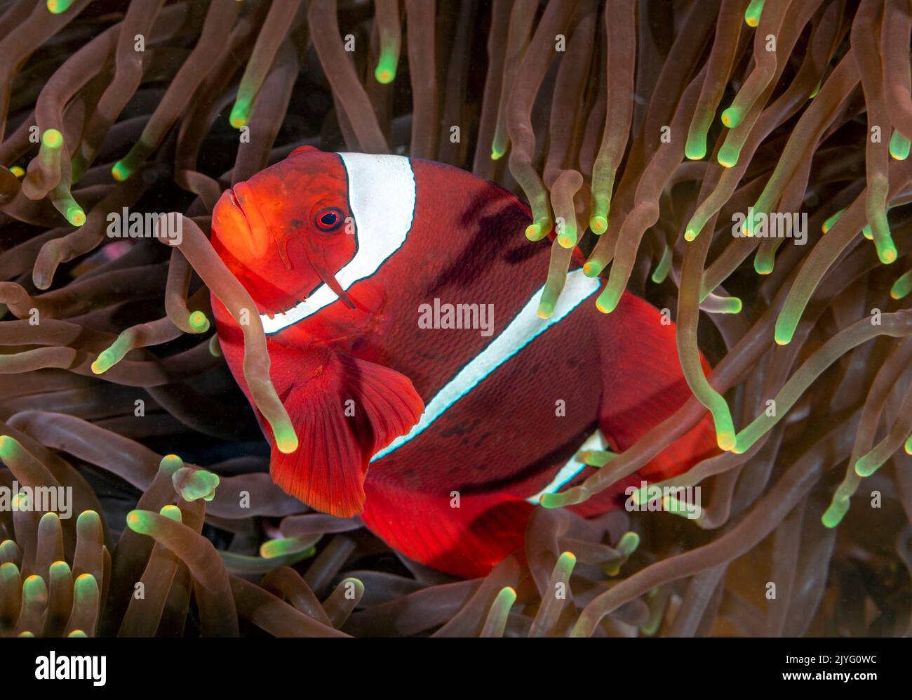 Anemonefish di Spinecheek, Premnas biaculeatus, Raja Ampat Indonesia. Foto Stock