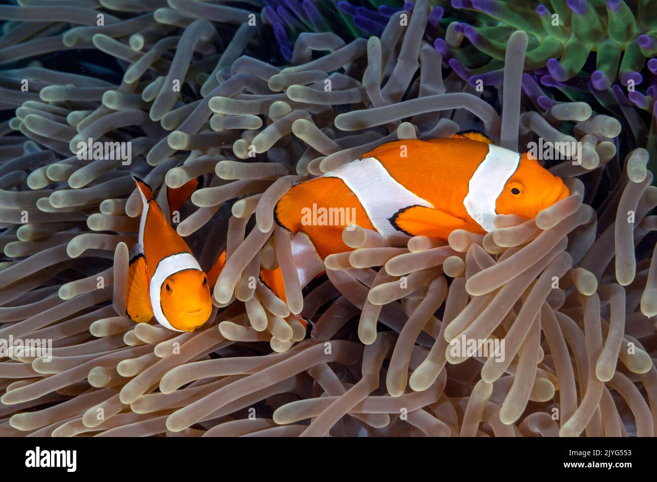 Falso clown anemonefish, anfibio ocellaris, Raja Ampat Indonesia Foto Stock