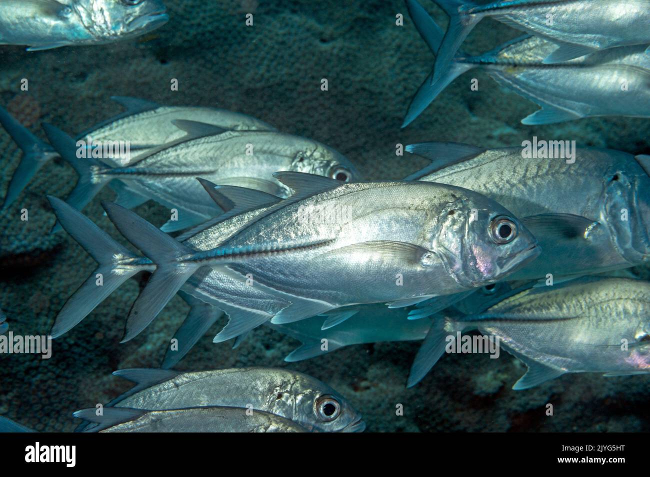 Big eye trevallies, Caranx sexfasciatus, Raja Ampat Indonesia Foto Stock