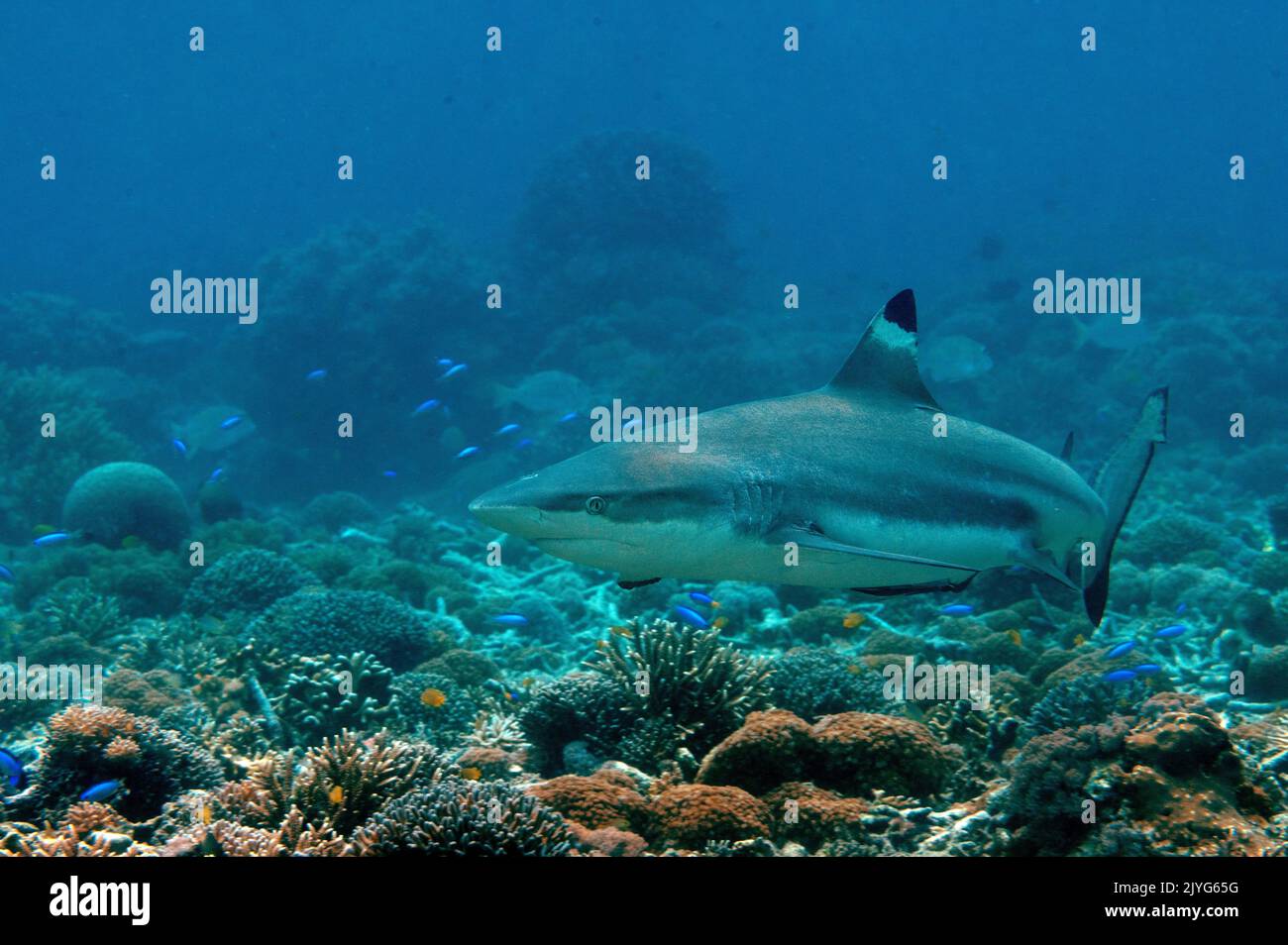 Squalo della barriera corallina, Carcharhinus melanopterus, Raja Ampat Indonesia Foto Stock