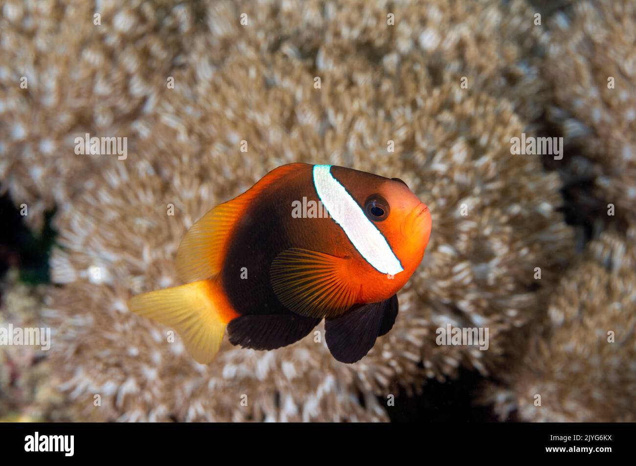 Anemonefish del pomodoro, Amphirione frenatus, Raja Ampat Indonesia Foto Stock