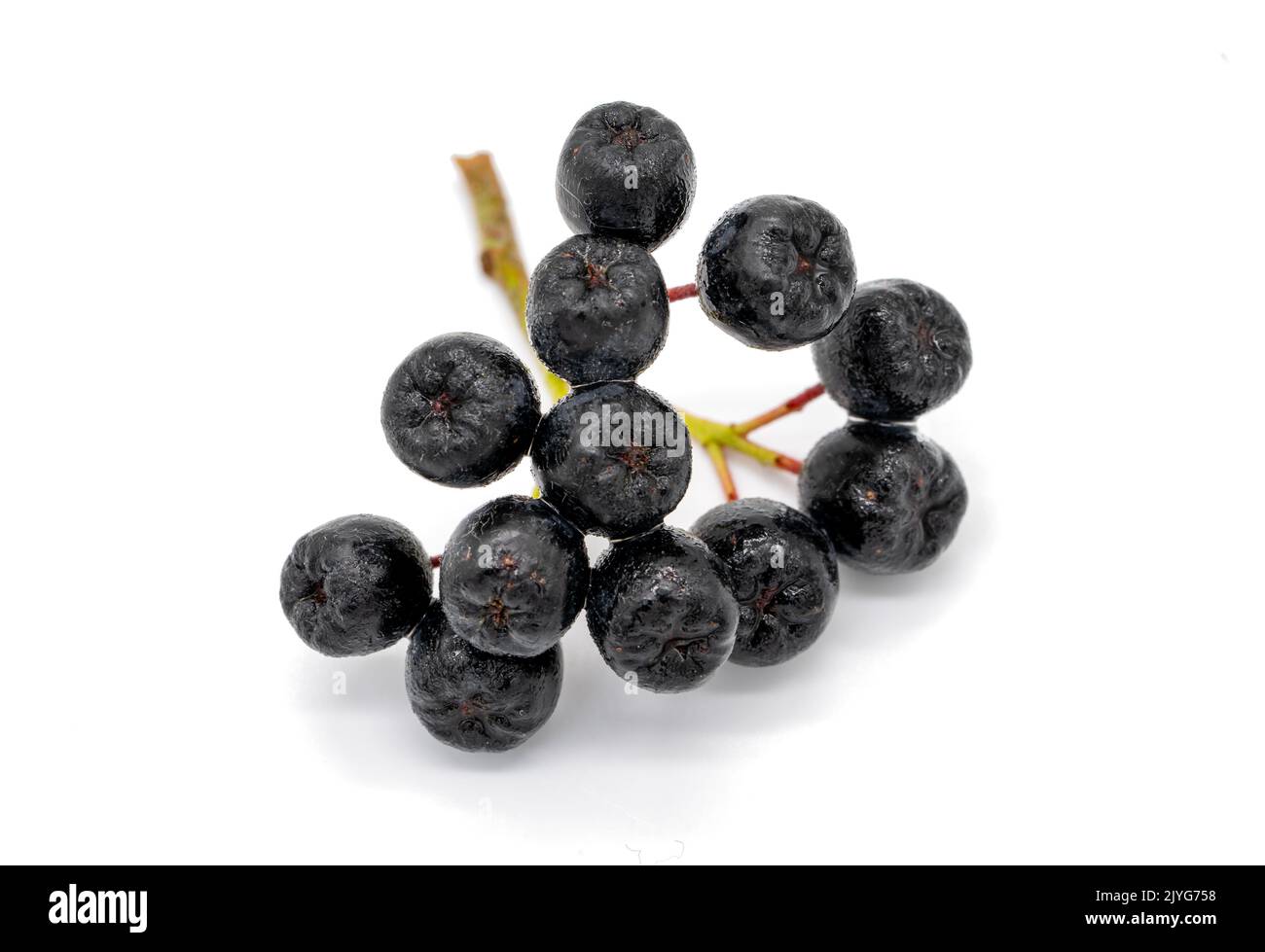 Bacche Aronia sfondo bianco isolato Foto Stock