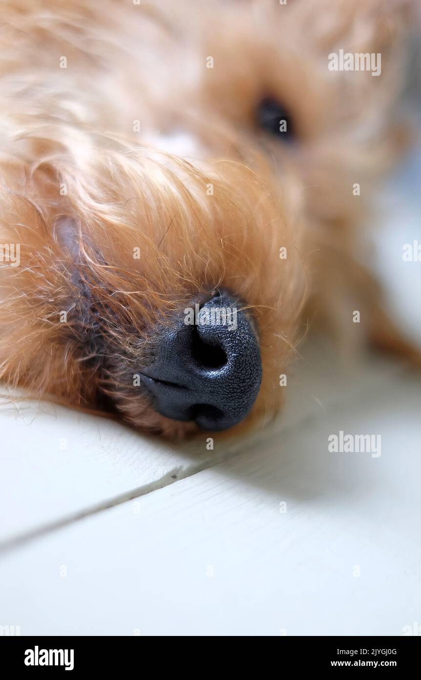 primo piano di cani naso Foto Stock
