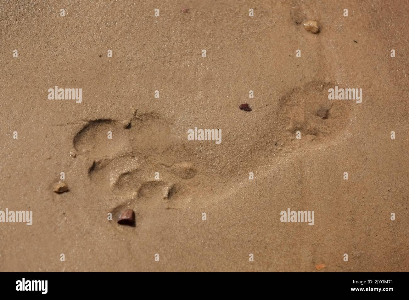 Stampa del piede in sabbia bagnata con acqua nelle stampe su una spiaggia sabbiosa. Foto Stock
