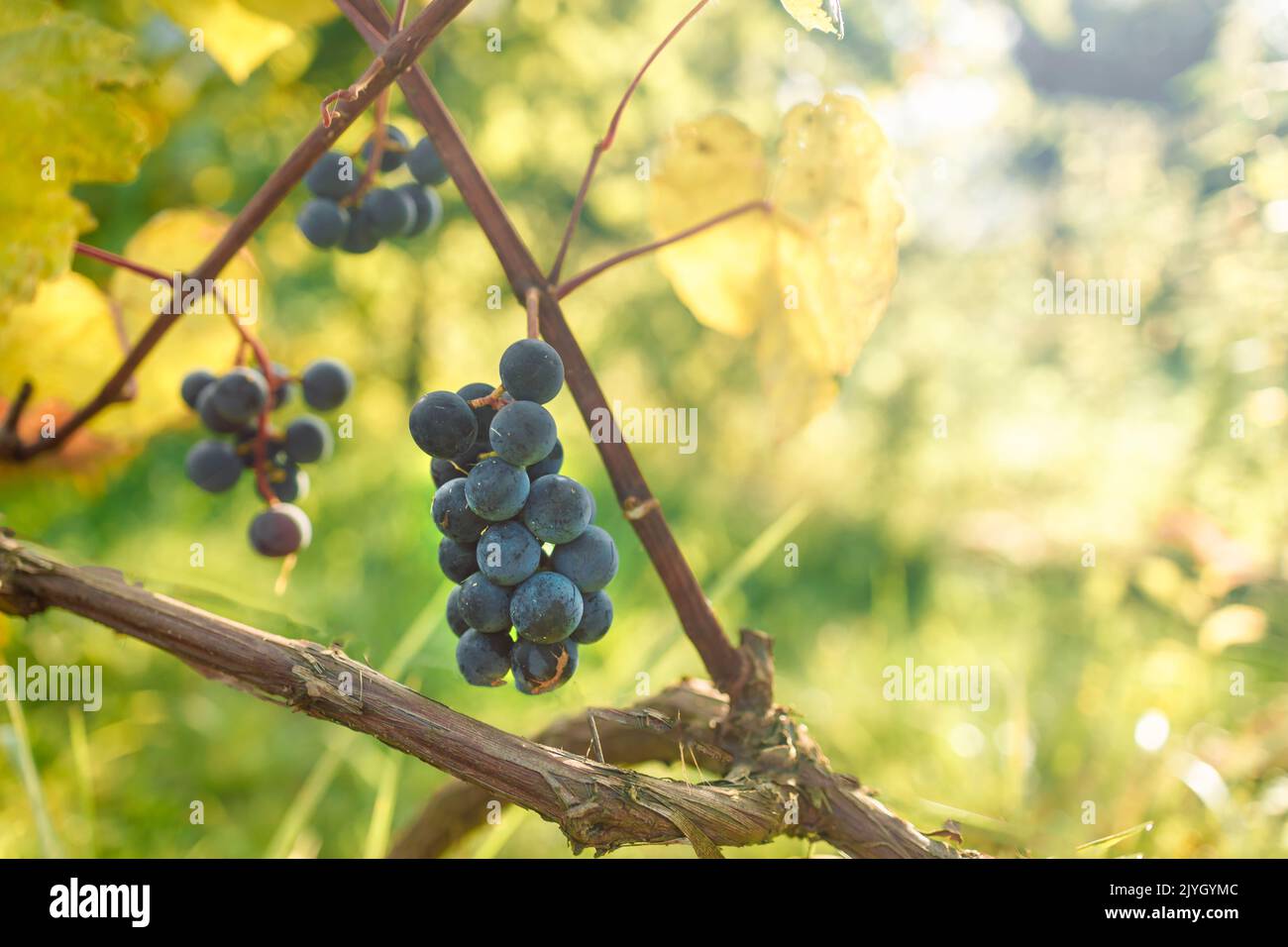 Mazzo di uve da vino appeso su una vite nel vigneto. Concetto di agricoltura, giardinaggio e vinificazione. Foto Stock