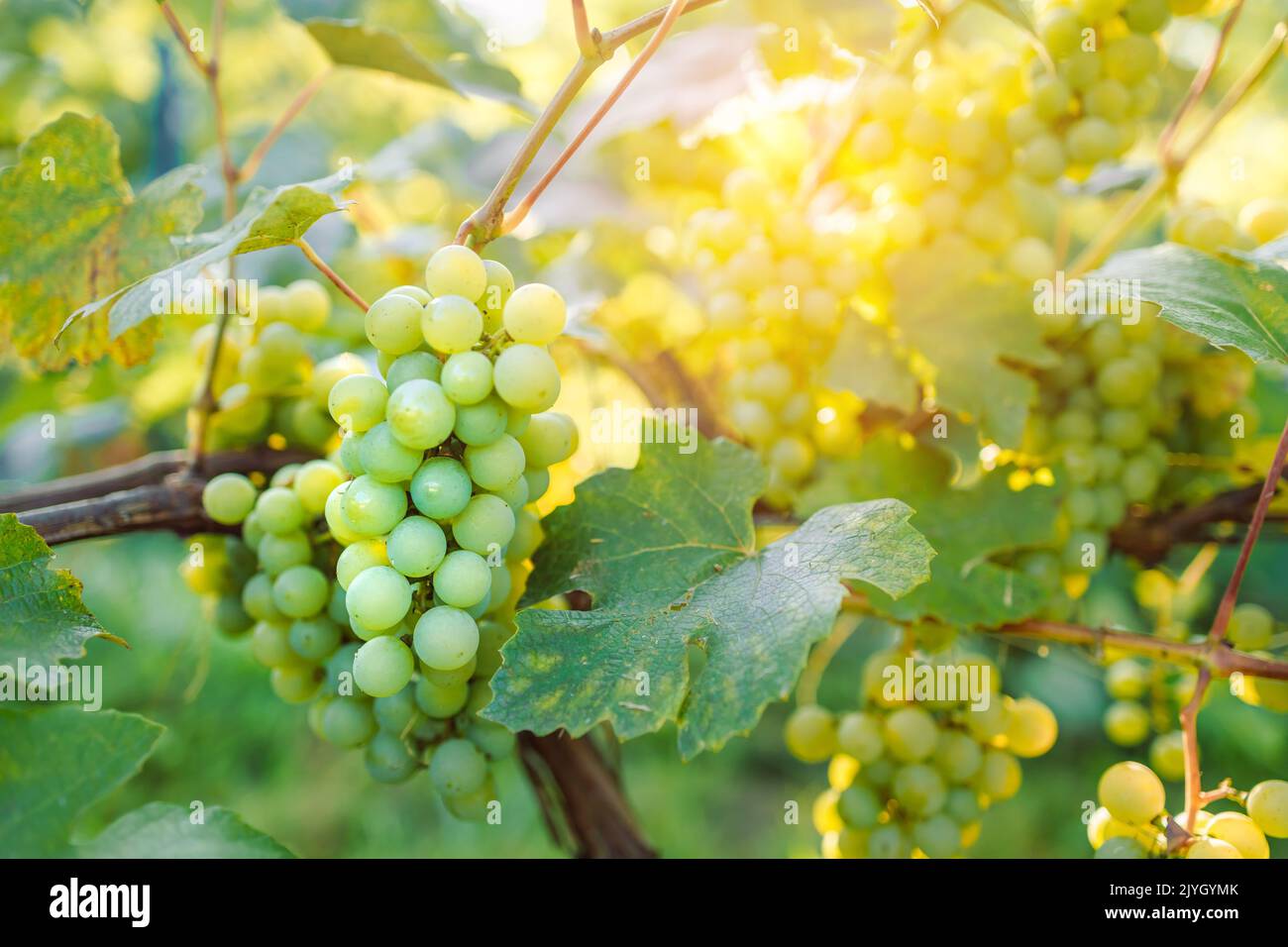 Primo piano immagini della raccolta di uve da tavola in una fattoria di uve da tavola in Polonia. Spazio di copia. Concetto di agricoltura, giardinaggio e vinificazione. Foto Stock
