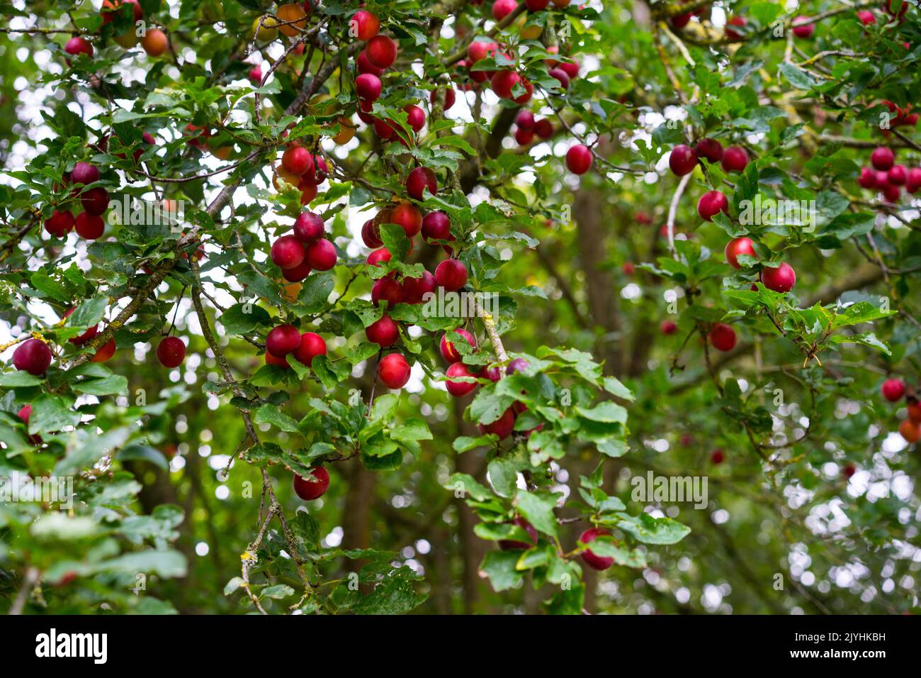 Ciliegio prugna, (Prunus cerasifera) Somerste, Inghilterra, Regno Unito. Foto Stock